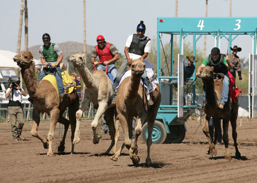 Camel races
